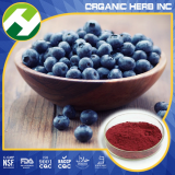 Dried Blueberry powder___Extract